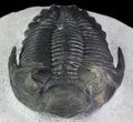 Bargain, Hollardops Trilobite - Nice Eye Detail #66338-5